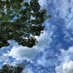 하늘, 나무, 구름, 햇빛, 푸른, 사진,이미지,일러스트,캘리그라피 - 탱작가작가 크라우드픽 - 저작권 걱정 없는 상업용 이미지