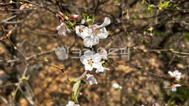 나무, 꽃, 벚꽃, 봄, 앵도나무, 사진,이미지,일러스트,캘리그라피 - 36cat작가 크라우드픽 - 저작권 걱정 없는 상업용 이미지