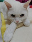 고양이, 터키앙고라, 반려묘, 반려동물, 사랑스런, 사진,이미지,일러스트,캘리그라피 - 조피디작가 크라우드픽 - 저작권 걱정 없는 상업용 이미지