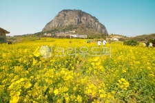 산방산, 유채꽃, 유채, 제주도봄, 제주도, 사진,이미지,일러스트,캘리그라피 - Ncar3876작가 크라우드픽 - 저작권 걱정 없는 상업용 이미지