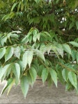 나무, 느티나무잎, 잎사귀, leaf, tree, 사진,이미지,일러스트,캘리그라피 - 생명나무작가 크라우드픽 - 저작권 걱정 없는 상업용 이미지