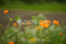 들풀, 들꽃, 자연, 식물, batanical, 사진,이미지,일러스트,캘리그라피 - Wgrapher작가 크라우드픽 - 저작권 걱정 없는 상업용 이미지