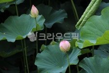 plant, 식물, leaf, 잎, 꽃, 사진,이미지,일러스트,캘리그라피 - acacia92작가 크라우드픽 - 저작권 걱정 없는 상업용 이미지