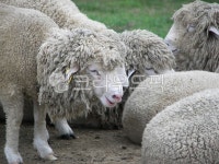 양, sheep, livestock, 가축, mammal, 사진,이미지,일러스트,캘리그라피 - hys작가 크라우드픽 - 저작권 걱정 없는 상업용 이미지