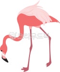 홍학, 플라밍고, 새, 새일러스트, flamingo, 사진,이미지,일러스트,캘리그라피 - backin28작가 크라우드픽 - 저작권 걱정 없는 상업용 이미지