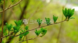 새싹, 싹, 봄새싹, 나뭇가지, 잎, 사진,이미지,일러스트,캘리그라피 - BUSAN OPPA작가 크라우드픽 - 저작권 걱정 없는 상업용 이미지