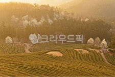 rural, 농촌, farm, 농장, nature, 사진,이미지,일러스트,캘리그라피 - 영산공작가 크라우드픽 - 저작권 걱정 없는 상업용 이미지