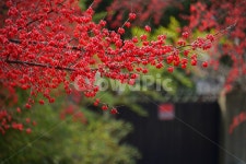 산수유, 열매, 나무, 약용식물, 식물, 사진,이미지,일러스트,캘리그라피 - 혜광작가 크라우드픽 - 저작권 걱정 없는 상업용 이미지