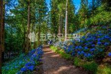 수국, 윤제림수국, 수국풍경, 보성수국, 수국꽃, 사진,이미지,일러스트,캘리그라피 - 야생늑대작가 크라우드픽 - 저작권 걱정 없는 상업용 이미지