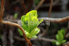 수국, 새순, 수국새순, 식물, plant, 사진,이미지,일러스트,캘리그라피 - phototo73작가 크라우드픽 - 저작권 걱정 없는 상업용 이미지