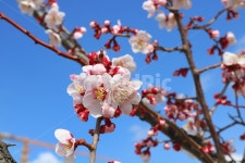 매화, 꽃, 나무, 매화나무, 식물, 사진,이미지,일러스트,캘리그라피 - 청랑작가 크라우드픽 - 저작권 걱정 없는 상업용 이미지