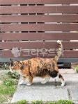 동물, 고양이, animal, 동네고양이, cat, 사진,이미지,일러스트,캘리그라피 - 그림그린작가 크라우드픽 - 저작권 걱정 없는 상업용 이미지