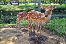 꽃사슴, 사슴, 동물, 반점, 월미공원, 사진,이미지,일러스트,캘리그라피 - Deep bLUE작가 크라우드픽 - 저작권 걱정 없는 상업용 이미지