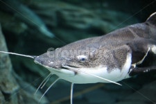 물고기, 메기, 민물고기, 수조, 수조관, 사진,이미지,일러스트,캘리그라피 - 김동동작가 크라우드픽 - 저작권 걱정 없는 상업용 이미지