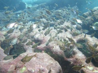 물고기, 바다속, 물속풍경, 풍경, 물고기떼, 사진,이미지,일러스트,캘리그라피 - 레옹이작가 크라우드픽 - 저작권 걱정 없는 상업용 이미지