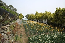 공곶이, 거제시, 자연농원, 수선화, 자연, 사진,이미지,일러스트,캘리그라피 - 에레스뚜작가 크라우드픽 - 저작권 걱정 없는 상업용 이미지