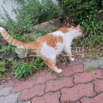 길, 보도, 도로, cat, 고양이, 사진,이미지,일러스트,캘리그라피 - young248613작가 크라우드픽 - 저작권 걱정 없는 상업용 이미지