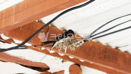 제비, 제비집, 처마, 새, 동물, 사진,이미지,일러스트,캘리그라피 - Ban Kim작가 크라우드픽 - 저작권 걱정 없는 상업용 이미지