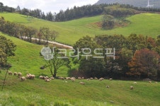 양떼목장, 양, 목장, 동물, 강원도, 사진,이미지,일러스트,캘리그라피 - 033작가 크라우드픽 - 저작권 걱정 없는 상업용 이미지