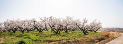 매실, 매화, 매화꽃, 농원, 매실농원, 사진,이미지,일러스트,캘리그라피 - 서은작가 크라우드픽 - 저작권 걱정 없는 상업용 이미지