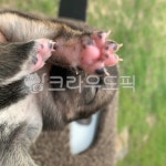 우리집, 시바견, 멍멍이, 발바닥젤리, 강아지발바닥, 사진,이미지,일러스트,캘리그라피 - 온누리네작가 크라우드픽 - 저작권 걱정 없는 상업용 이미지