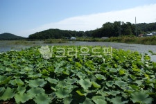 저수지, 연꽃, 호수, 연못, 자연, 사진,이미지,일러스트,캘리그라피 - 횽횽작가 크라우드픽 - 저작권 걱정 없는 상업용 이미지