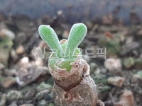 다육식물, 다육, 모닐라리아, 옵코니카, 식물, 사진,이미지,일러스트,캘리그라피 - Njajukkambugi작가 크라우드픽 - 저작권 걱정 없는 상업용... 