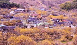 nature, 자연, outdoors, 옥외, 구례산동산수유마을, 사진,이미지,일러스트,캘리그라피 - 영산공작가 크라우드픽 - 저작권 걱정 없는 상업용... 