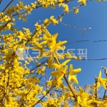 plant, 식물, flower, 꽃, 개나리, 사진,이미지,일러스트,캘리그라피 - Ndnjsgml415작가 크라우드픽 - 저작권 걱정 없는 상업용 이미지