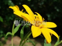 돼지감자꽃, 뚱딴지, 돼지감자, flower, 꽃, 사진,이미지,일러스트,캘리그라피 - 등이 푸른 자유작가 크라우드픽 - 저작권 걱정 없는 상업용 이미지