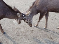 사슴, 목장, 농장, 동물, 사슴뿔, 사진,이미지,일러스트,캘리그라피 - 조이픽처작가 크라우드픽 - 저작권 걱정 없는 상업용 이미지