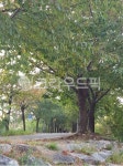 나무, 자전거길, 공원, 나무줄기, 도로, 사진,이미지,일러스트,캘리그라피 - flora PK작가 크라우드픽 - 저작권 걱정 없는 상업용 이미지
