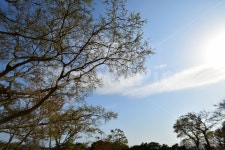 파란하늘, 자연, 일상, 하늘, 나무, 사진,이미지,일러스트,캘리그라피 - YoungK작가 크라우드픽 - 저작권 걱정 없는 상업용 이미지