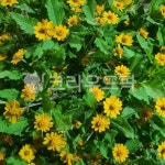 leaf, 잎, flower, 꽃, blossom, 사진,이미지,일러스트,캘리그라피 - MOON76작가 크라우드픽 - 저작권 걱정 없는 상업용 이미지