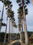 자연, 나무, 야자수, 길, palmtree, 사진,이미지,일러스트,캘리그라피 - sukyu007작가 크라우드픽 - 저작권 걱정 없는 상업용 이미지