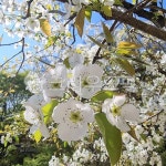 공원꽃, 정원꽃, 조경꽃, 꽃, 살구꽃, 사진,이미지,일러스트,캘리그라피 - 소중한 인연작가 크라우드픽 - 저작권 걱정 없는 상업용 이미지