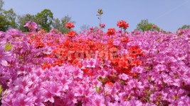 꽃, flower, plant, 식물, 철쭉, 사진,이미지,일러스트,캘리그라피 - 청풍미가작가 크라우드픽 - 저작권 걱정 없는 상업용 이미지