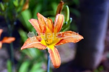 주황색, 이슬, 옥외, 꽃, 정원, 사진,이미지,일러스트,캘리그라피 - moonlight314작가 크라우드픽 - 저작권 걱정 없는 상업용 이미지