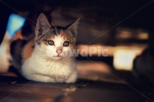 고양이, 고냥이, 냥이, 길고양이, 공원, 사진,이미지,일러스트,캘리그라피 - Petit작가 크라우드픽 - 저작권 걱정 없는 상업용 이미지