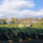 농장, 농촌, 시골, 나무, 돌담, 사진,이미지,일러스트,캘리그라피 - GHBears작가 크라우드픽 - 저작권 걱정 없는 상업용 이미지