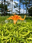 원추리꽃, hemerocallisfulva, 원추리, 꽃, flower, 사진,이미지,일러스트,캘리그라피 - 오카작가 크라우드픽 - 저작권 걱정 없는 상업용... 