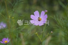 꽃, 꽃잎, flower, bee, 꿀벌, 사진,이미지,일러스트,캘리그라피 - cdy93작가 크라우드픽 - 저작권 걱정 없는 상업용 이미지