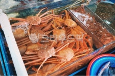 홍게, 게, 붉은, 수족관, 해산물, 사진,이미지,일러스트,캘리그라피 - applehorong작가 크라우드픽 - 저작권 걱정 없는 상업용 이미지