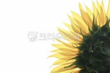 plant, 식물, flower, 꽃, sunflower, 사진,이미지,일러스트,캘리그라피 - 깔롱쟁이작가 크라우드픽 - 저작권 걱정 없는 상업용 이미지