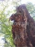 tree, 나무, treetrunk, 나무줄기, 고목, 사진,이미지,일러스트,캘리그라피 - Nmjwings작가 크라우드픽 - 저작권 걱정 없는 상업용 이미지