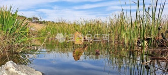 자연, 연못, 갈대, 연잎, 하늘, 사진,이미지,일러스트,캘리그라피 - h_h0104작가 크라우드픽 - 저작권 걱정 없는 상업용 이미지