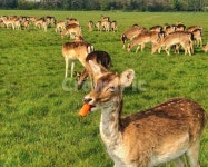 사슴, 먹이, 자연, 들, 잔디, 사진,이미지,일러스트,캘리그라피 - yoni63작가 크라우드픽 - 저작권 걱정 없는 상업용 이미지