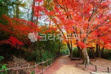 단풍, 공원, 내수면환경생태공원, 붉은단풍, 아름다움, 사진,이미지,일러스트,캘리그라피 - 오륙도열이작가 크라우드픽 - 저작권 걱정 없는 상업용... 