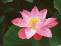 연꽃, 식물, 꽃, flower, lotusflower, 사진,이미지,일러스트,캘리그라피 - 소소작가 크라우드픽 - 저작권 걱정 없는 상업용 이미지