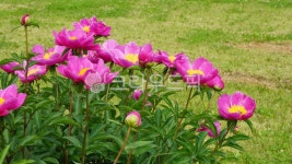 꽃, 식물, flower, 작약, 봄꽃, 사진,이미지,일러스트,캘리그라피 - 하눌타리작가 크라우드픽 - 저작권 걱정 없는 상업용 이미지